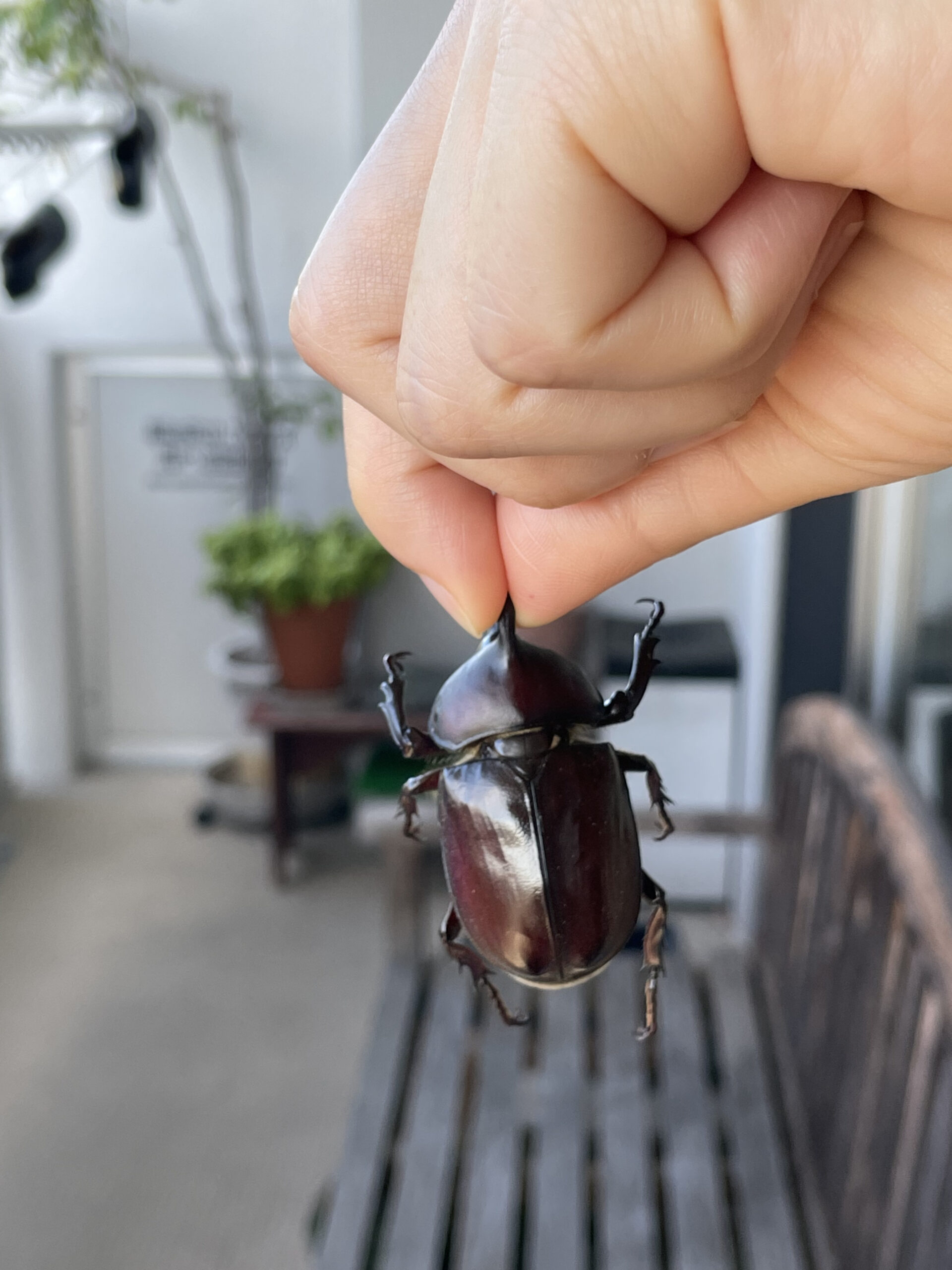 beetle